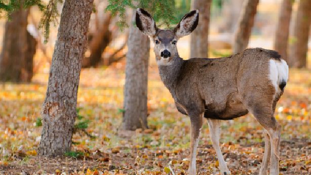 Hunters asked to help battle chronic wasting disease