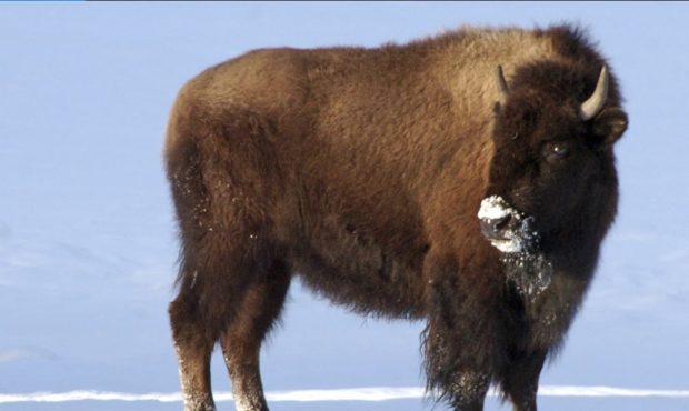 This photo taken in Mammoth Hot Springs, Wyo., shows bison in Yellowstone National Park on Saturday...