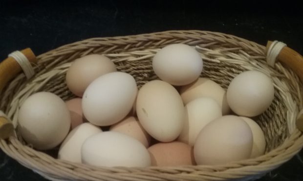 Eggs collected from Heather Boyce's backyard chickens....