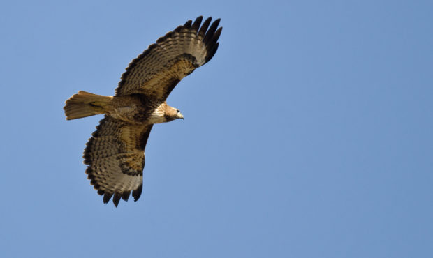 A red-tailed hawk soars in the sky...