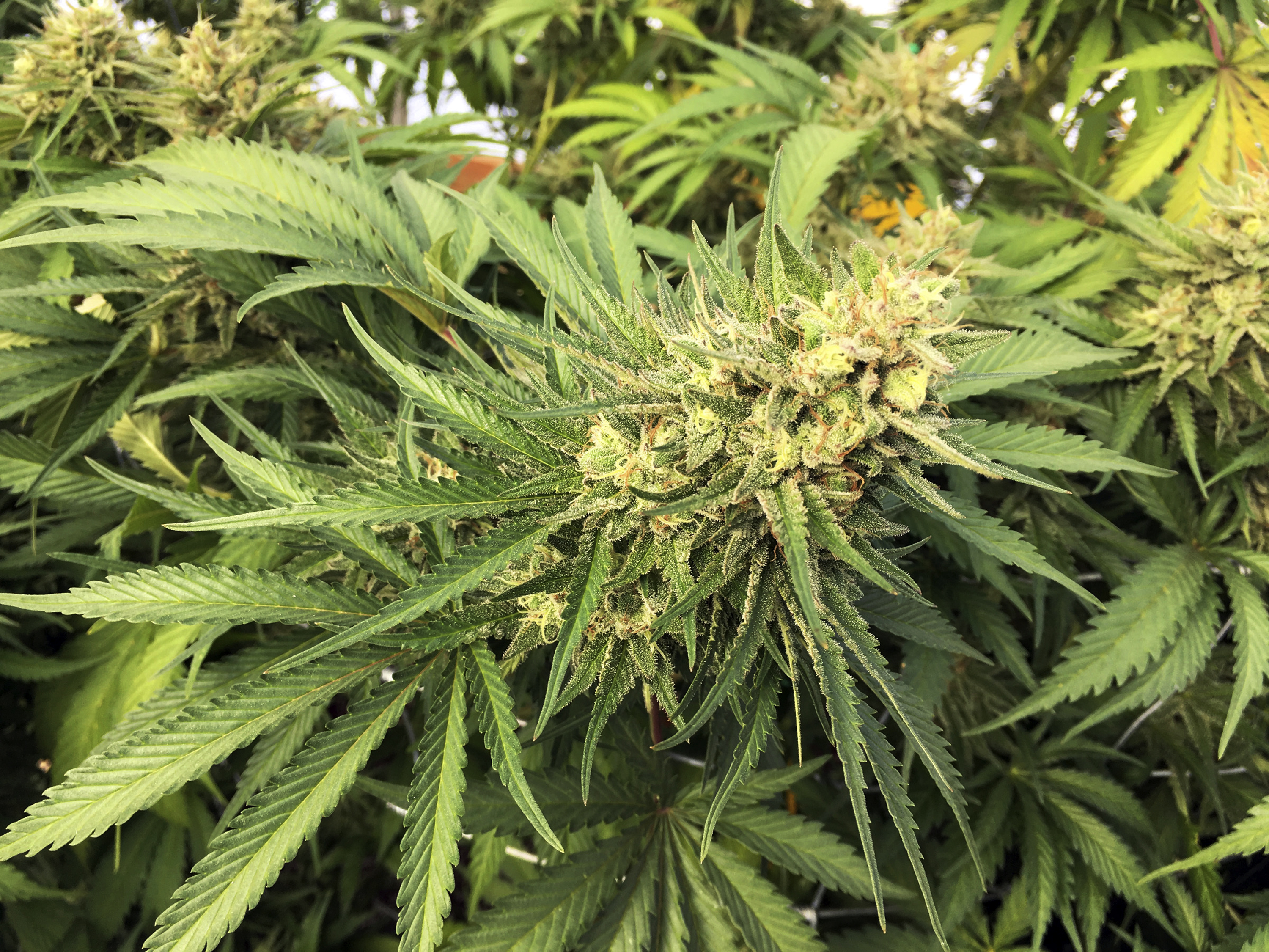 Marijuana crops in Oregon