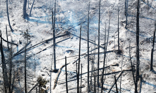 FILE PHOTO -- Burned trees from the Coal Hollow fire on Thursday, Aug. 9, 2018. (Ravell Call, Deser...