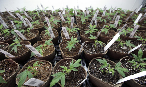 medical marijuana law cultivation...