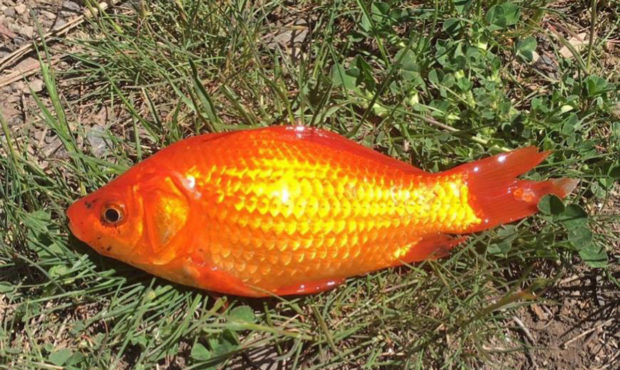 Gold Fish At Maple Lake...
