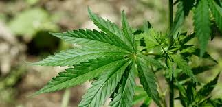 Proposition 2: Marijuana plant in the wild.