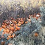 Pumpkin patch forced to close early by vandals