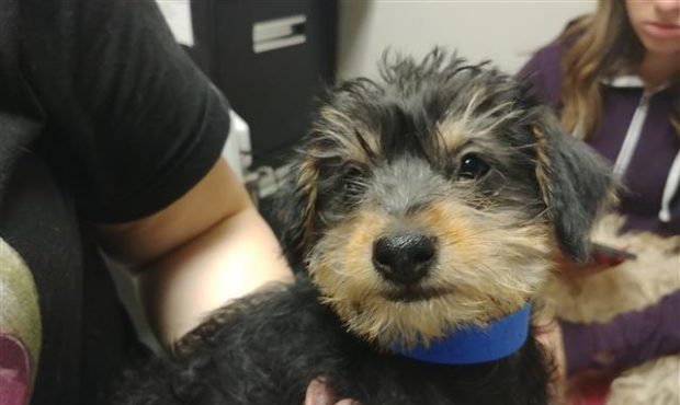 stolen puppy dog cairn terrier...