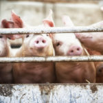 Nations largest pig farm exposed, two face criminal charges