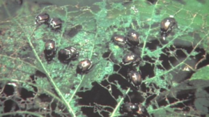 invasive insects in christmas trees
