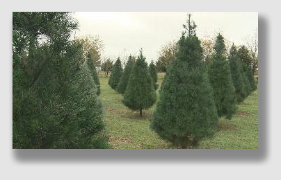christmas trees invasive insects...