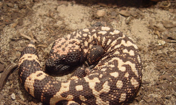 Two Utah State Representatives want to make it official with the Gila Monster. And by that, we mean...