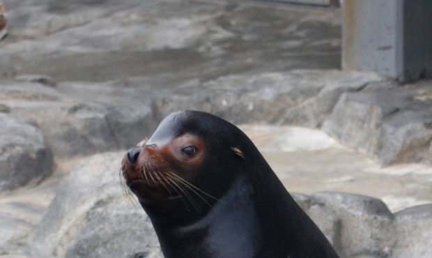 sea lion sock Utah hogle zoo...