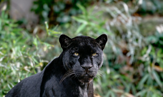 An Arizona woman who was attacked and scratched by a jaguar has apologized to the Arizona zoo where...