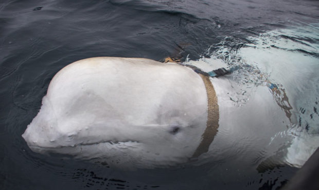 A beluga whale seen as it swims next to a fishing boat before Norwegian fishermen removed the tight...