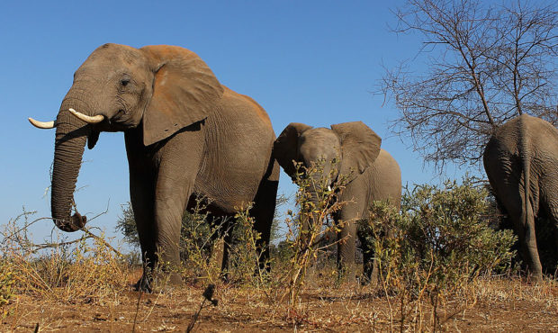 File: A herd of elephants at the Mashatu game reserve on July 26, 2010 in Mapungubwe, Botswana. Mas...