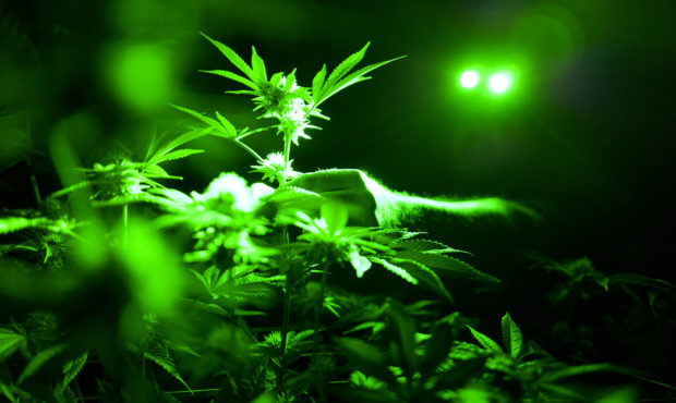 medical marijuana growers opioid prescription deaths...