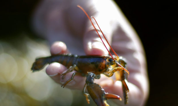 FILE - In this May 9, 2016 file photo, a marine biologist holds a young lobster on Friendship Long ...