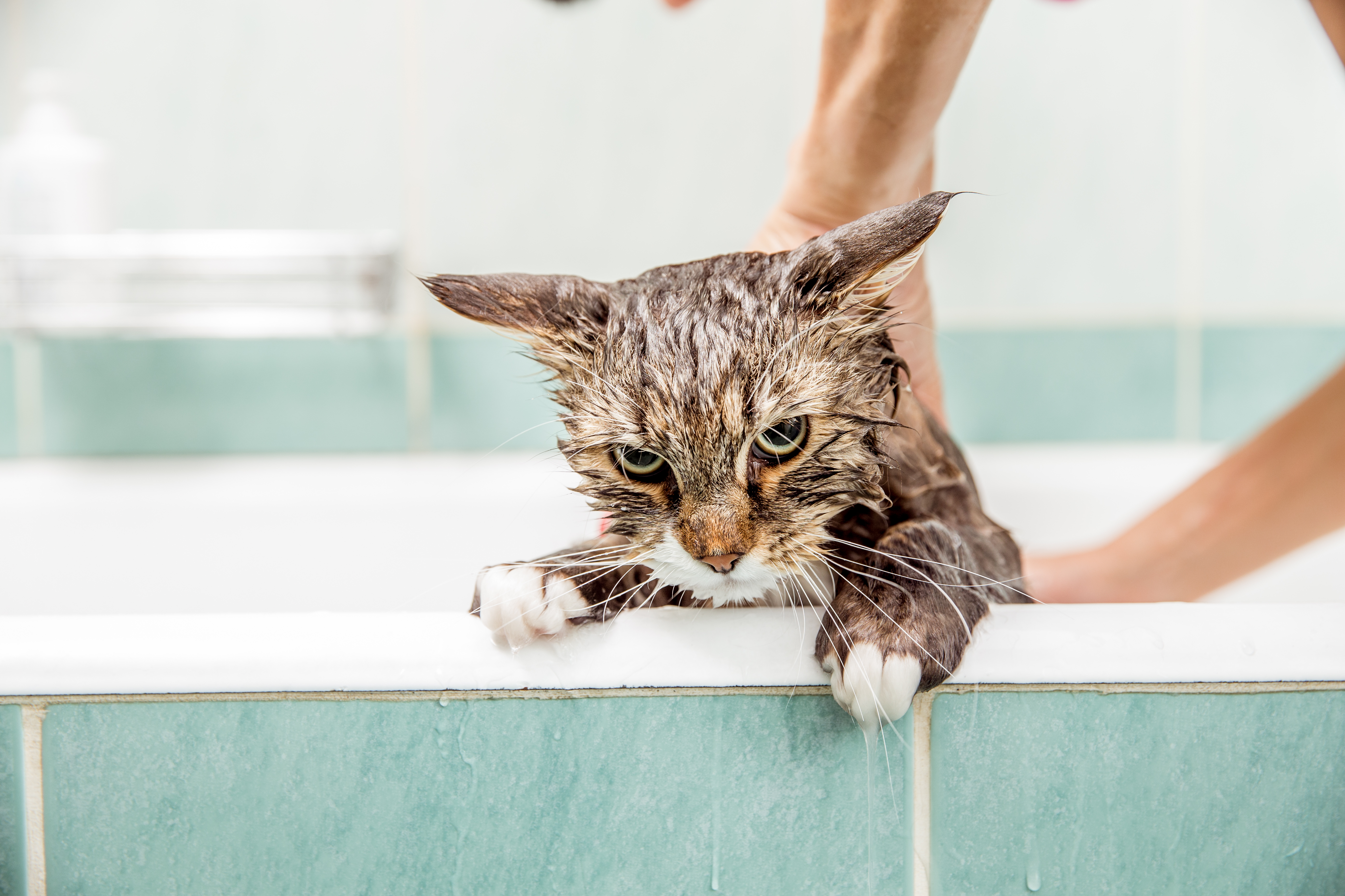 Можно купать котов. Кот в ванной. Кот купается. Котенок купается. Мокрый кот.