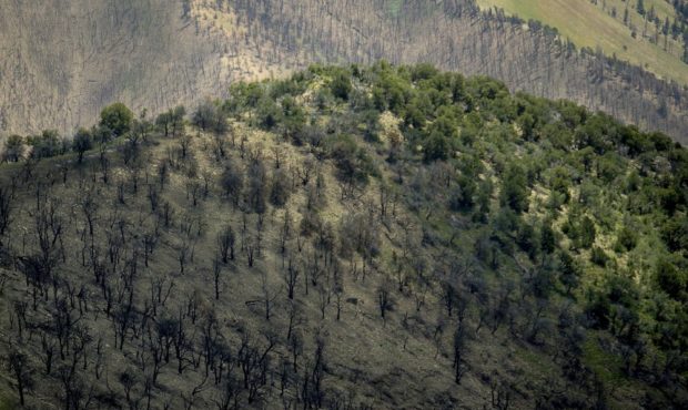In this Monday, July 8, 2019 file, burned trees stand beside living trees on the mountainside durin...