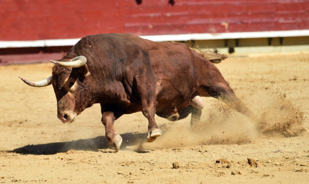 spanish bull in bullring...