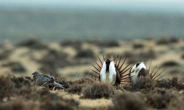 FILE - This April 10, 2014, file photo shows a male sage grouse trying to impress a group of hens, ...