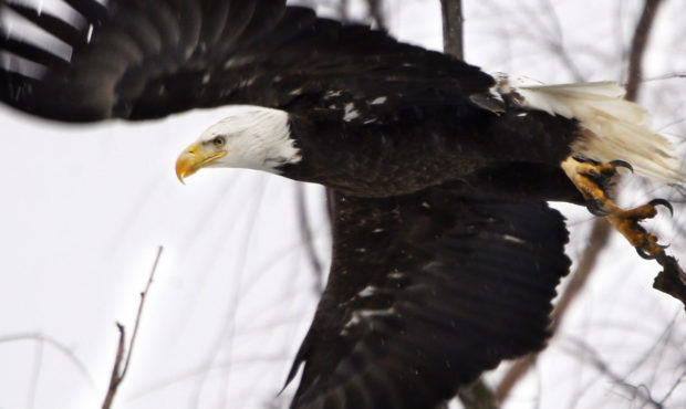 FILE - In this Feb. 1, 2016 file photo, a bald eagle takes flight at the Museum of the Shenandaoh V...