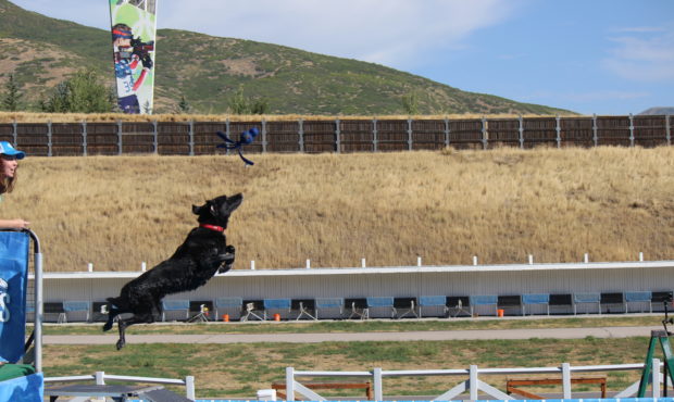 Photo: Soldier Hollow Sheep Dog Classic...