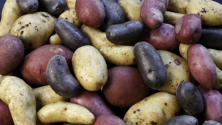 potato potatoes...