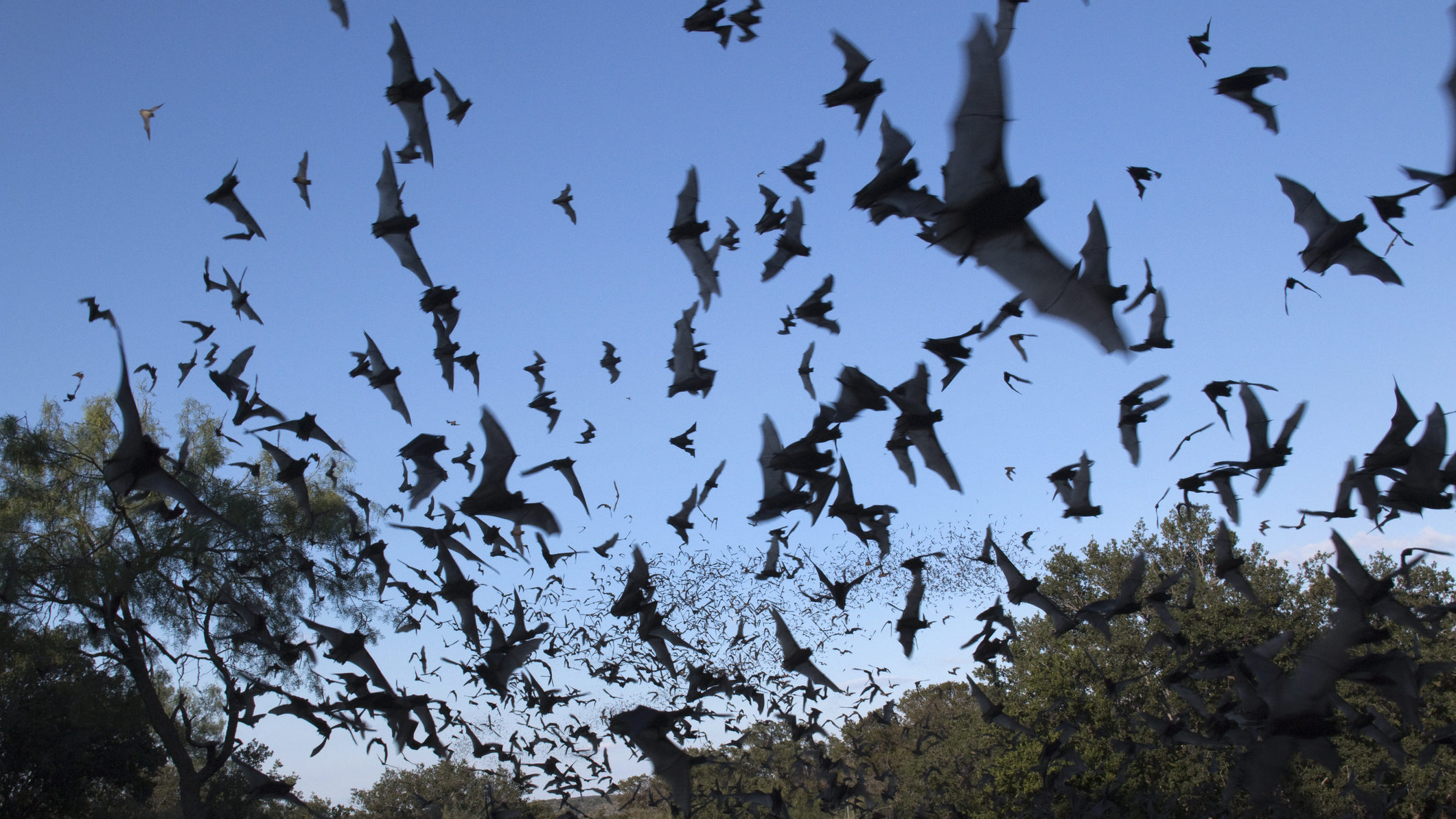 flying bats are pictured. Rabies in bats has been found recently....