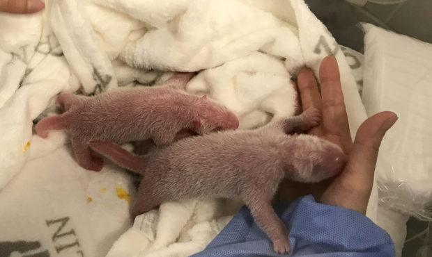 This photo provide by the Berlin Zoo on Monday, Sept. 2, 2019, shows the newborn panda twins during...