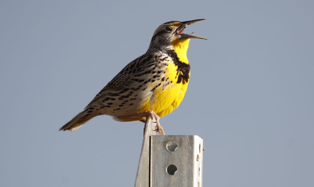 FILE - This April 14, 2019 file photo shows a western meadowlark in the Rocky Mountain Arsenal Nati...