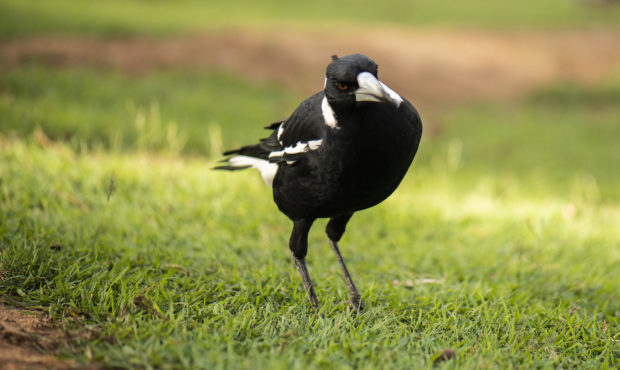 Australian magpie outside during the day time....
