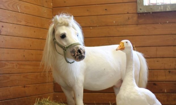 Hemingway the farm goose and Waffles the miniature horse were inseparable roommates at the Society ...