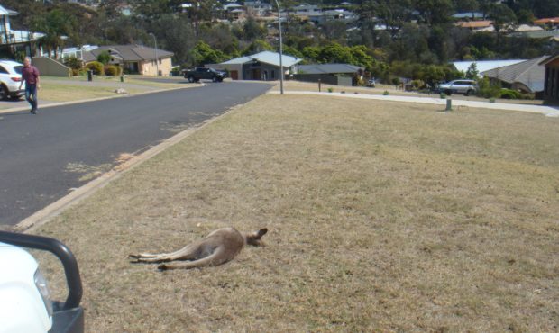 As many as 20 kangaroos are believed to have been run over by a vehicle in a mass slaughter in the ...