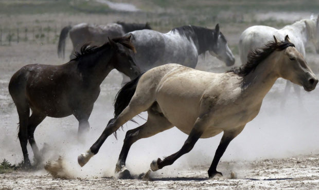FILE - In this June 29, 2018, file photo, wild horses kick up dust as they run at a watering hole o...