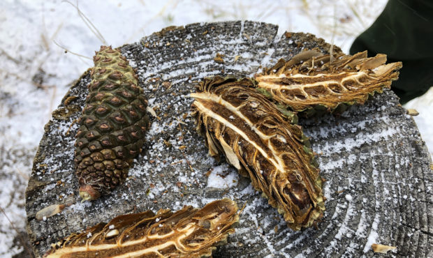 In this Thursday, Oct. 24, 2019, photo Ponderosa pine cones sit on a tree stump after being cut ope...