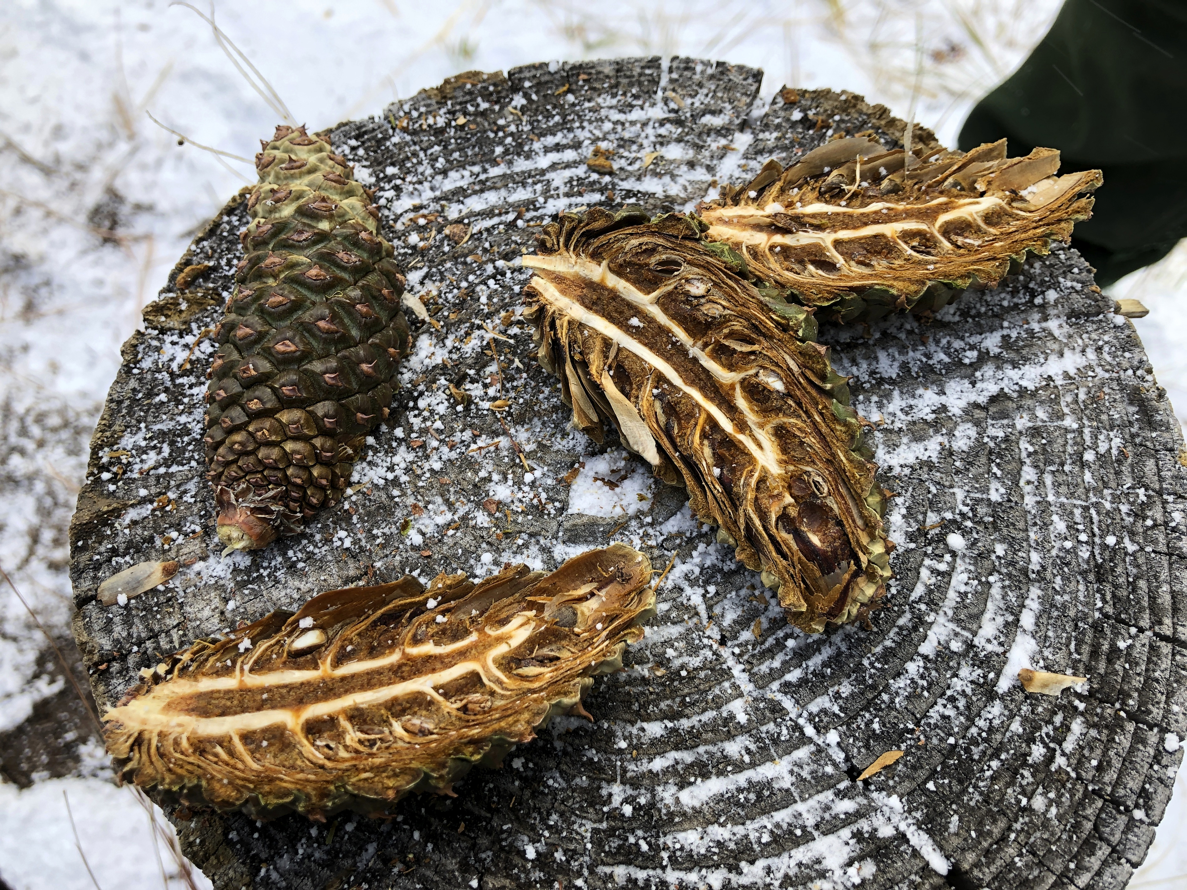 Can pine cones predict our winter?