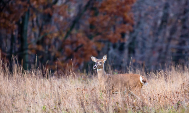 White-tailed deer  (odocoileus virginianus) with tounge sticking out. Photo courtesy of Getty Image...