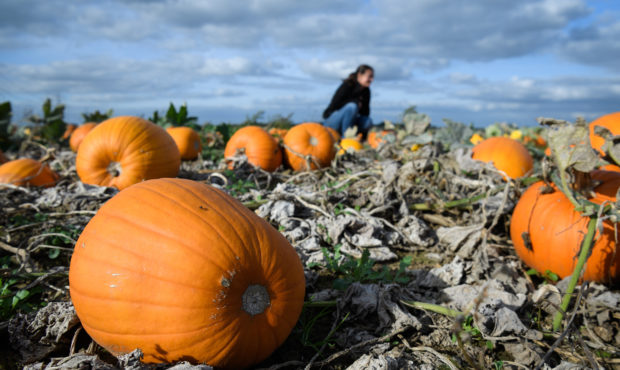 HOO, ENGLAND - OCTOBER 04:  Farmer Verity Bachelor sits with the new pumpkin crop at "PYO Pumpkins"...