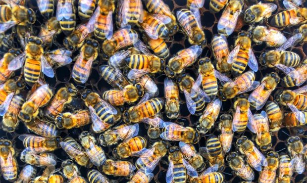 Argentina-based startup Beeflow has developed a special nutrient-packed formula for bees meant to b...