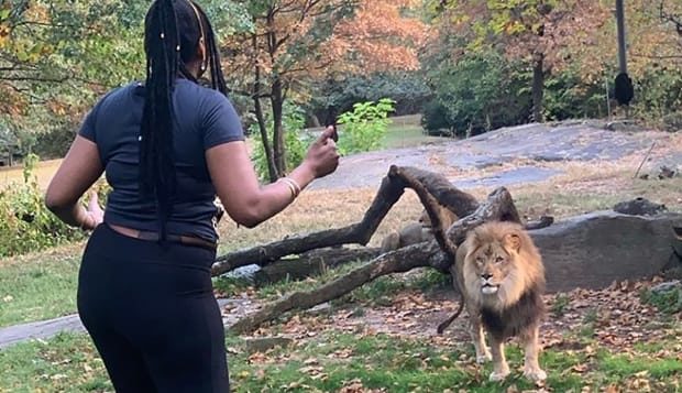 Instagram user @realsobrino posted this image of a woman inside the lion enclosure at the Bronx Zoo...