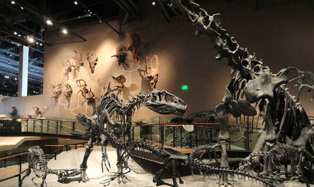 FILE: Fossil displays at the Natural History Museum of Utah....