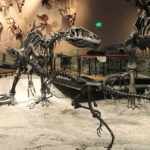 Utah Natural History Museum nominated for top in nation