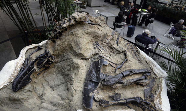 FILE - In this Nov.14, 2013, file photo, one of two "dueling dinosaurs" fossils is displayed in New...