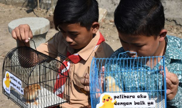 Indonesian pupils look at chicks in cages with signs that read "please take good care of me".

Timu...