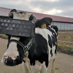 Russian dairy farmers gave cows VR goggles with hopes they would be happier and make better milk