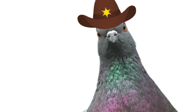 Pigeon and Hat (Getty Images) Composite Colby Walker KSLNewsRadio...
