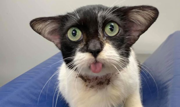 The rescue cat was found by a humane society volunteer on December 15 suffering with a large wound ...