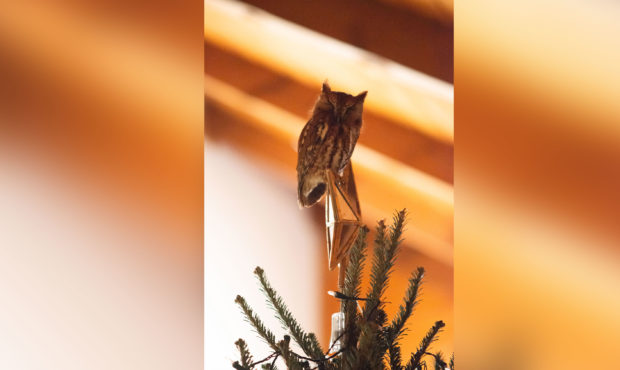 Who needs a tree topper when you have an owl?
Photo credit: Billy Newman (CNN)...