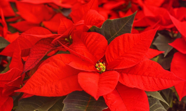 Points On Poinsettia Care,How Many Quarters In A Roll